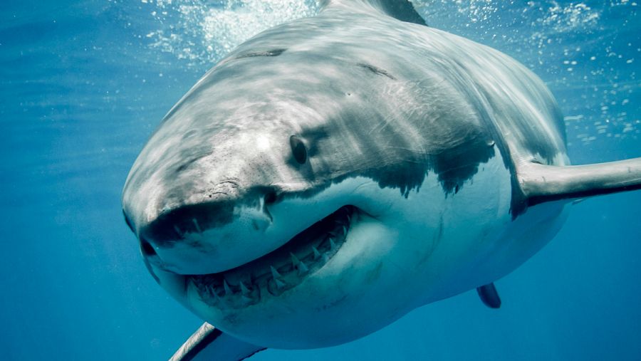 Los tiburones blancos pueden llegar a pesar una tonelada.