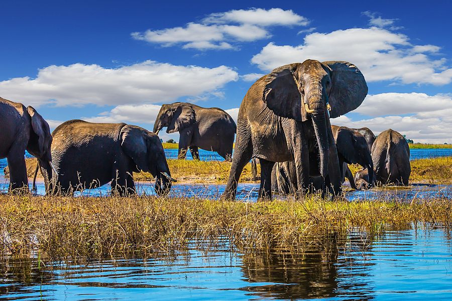 Una manada de elefantes en el Parque Nacional de Chobe, Botsuana.