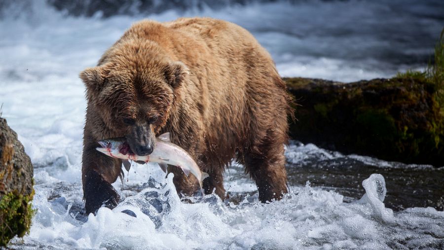 Un oso pardo pescando salmones en Alaska