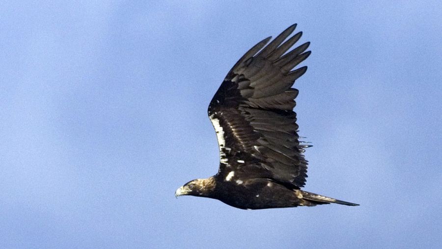 Un ejemplar de águila imperial