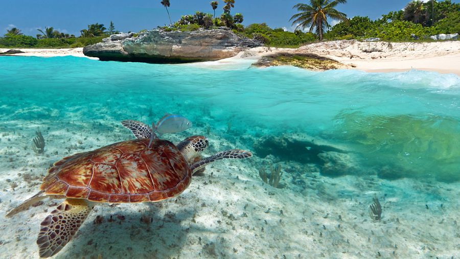 Una tortuga en aguas del Caribe