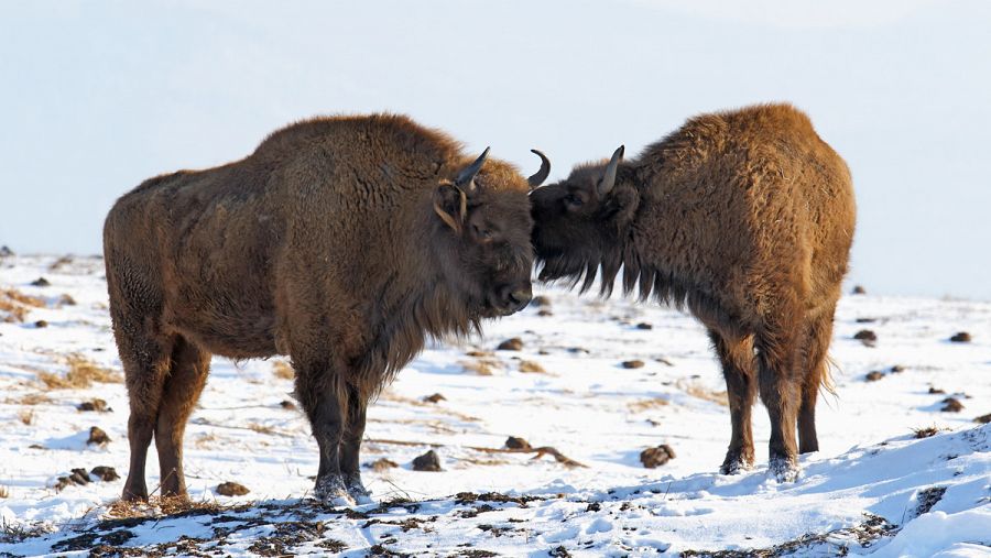 Bisontes en el Bosque de Bialowieza, Polonia