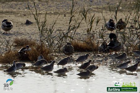 limicolas en la Albufera