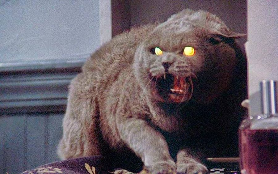 El simpático gatito de 'Cementerio de animales'