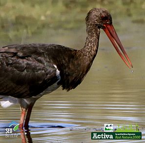 Cigueña negra en los Montes de Toledo
