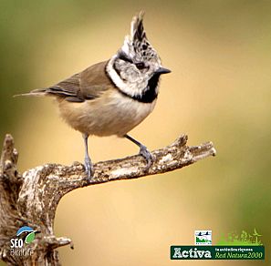 Herrerillo capuchino en Mon