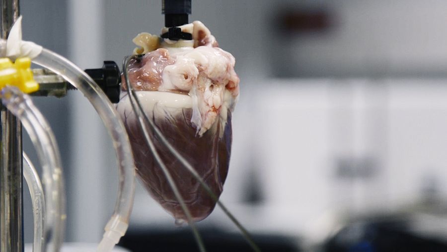 Vemos un corazón humano hecho de células madre en los laboratorios del Hospital Gregorio Marañón