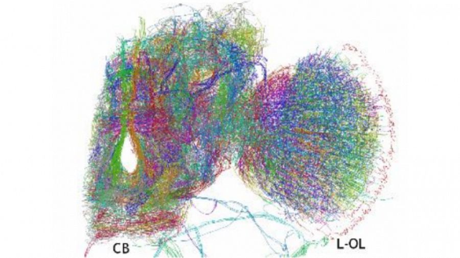 Diagrama de las conexiones neuronales