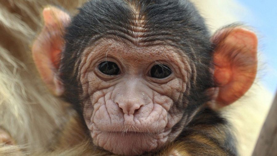 Una cria de mono de Berbería (Macaca sylvanus).