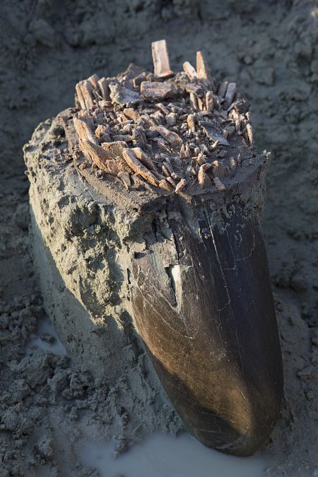 Restos de un mamut encontrados en el parque Etosha en Namibia