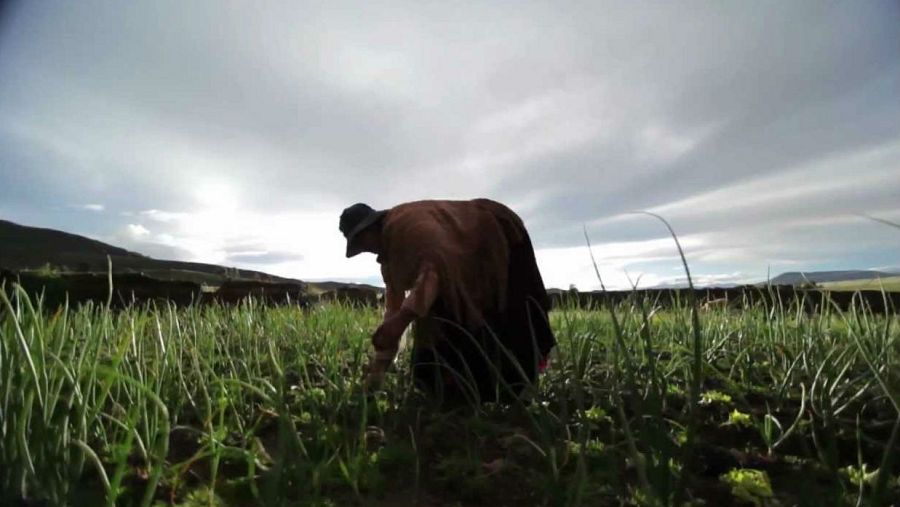 'Memoria de delfin' labra y pastorea
