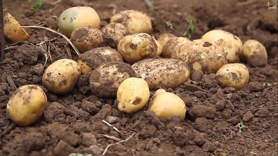 Patatas del campo español