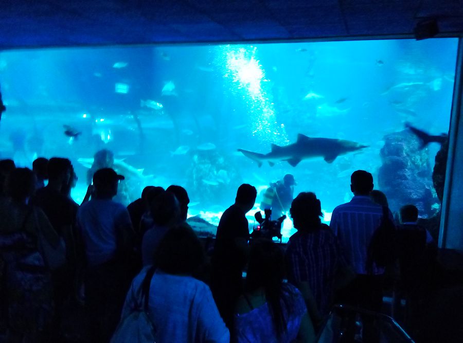 Los tiburones son la principal atracción del acuario
