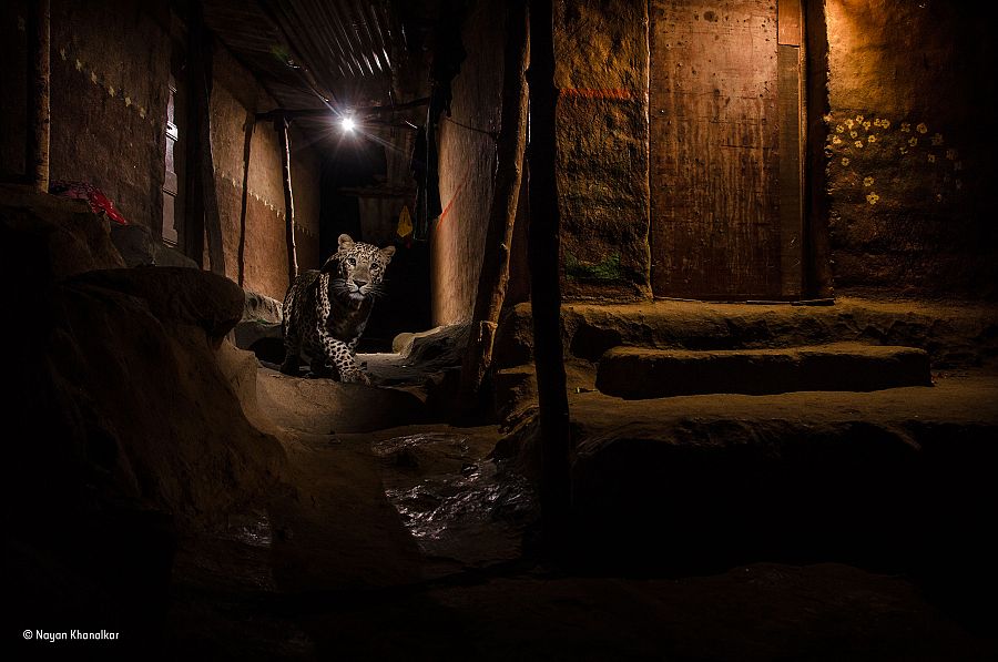 'El gato callejero'. NAYAN KHANOLKAR