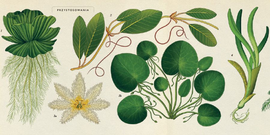 Fragmento de una ilustración de 'Botanicum'