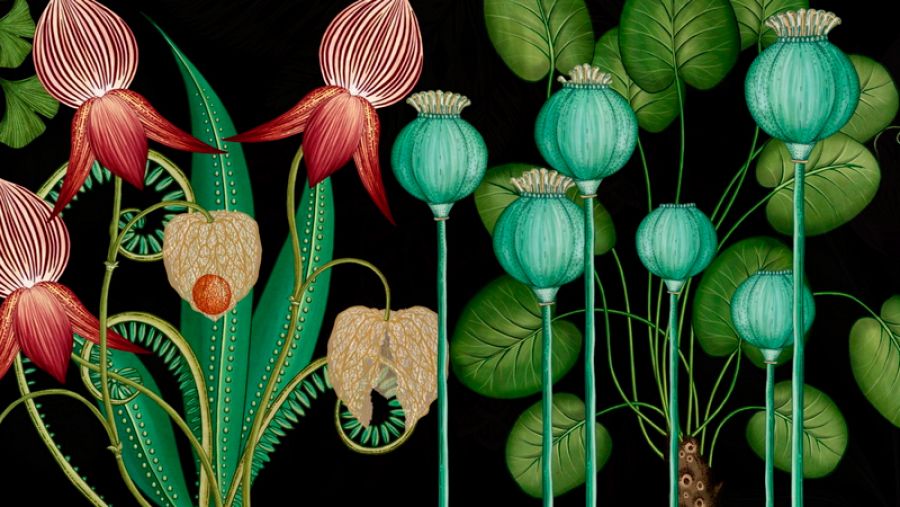 Fragmento de una ilustración de 'Botanicum'