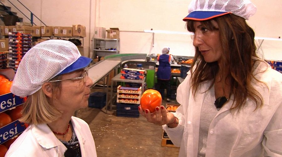 El rojo brillante de los caquis ha transformado la ribera del río Júcar