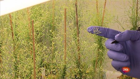 Esta investigación quiere ayudar a los pequeños agricultores de los países pobres para mejorar la producción en el sector agrícola y forestal de manera sostenible