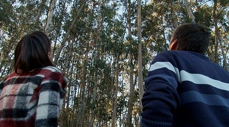 El escarabajo gorgojo  se come las hojas de los eucaliptos y está a punto de acabar con buena parte del sueldo de muchos gallegos