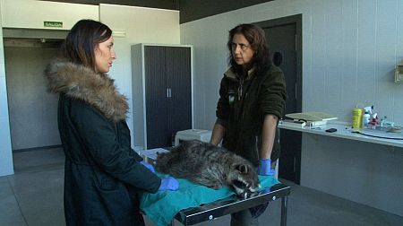 Más de 400 mapaches habitan en los bosques de Madrid