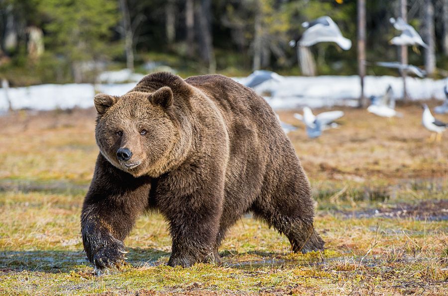 Oso pardo adulto en un bosque de Siberia