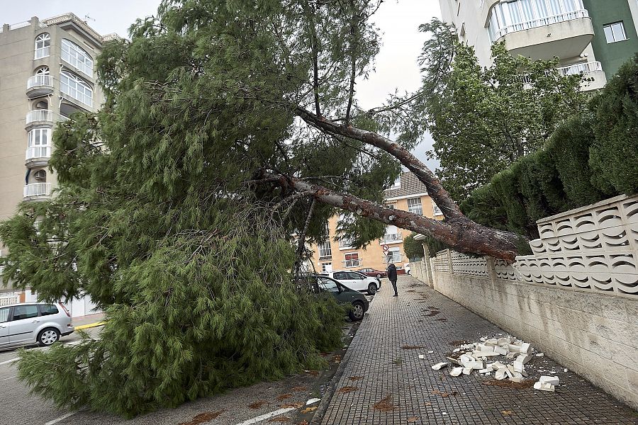 Un pino derribado por la lluvia y el viento en una urbanización de Gandía (Valencia)