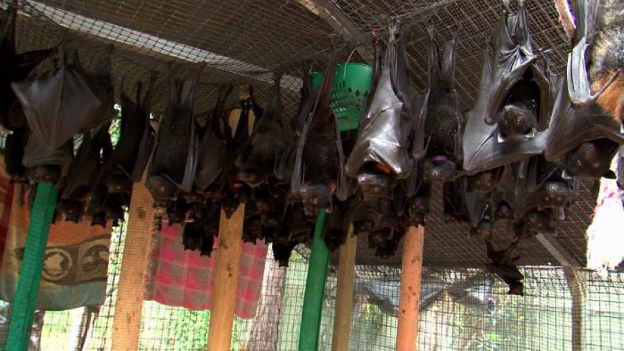 Zorros voladores a la espera de ser reintroducidos en su hábitat