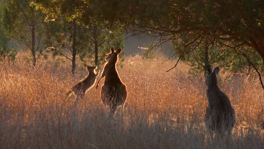 La vida secreta de los canguros