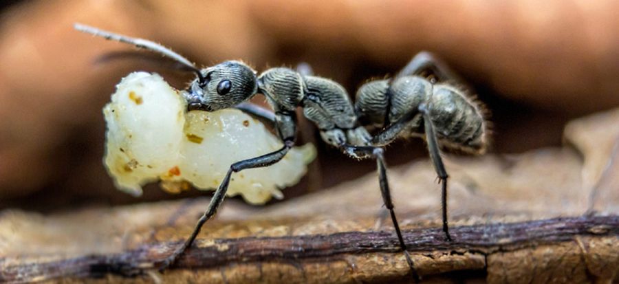 Una hormiga cargando comida