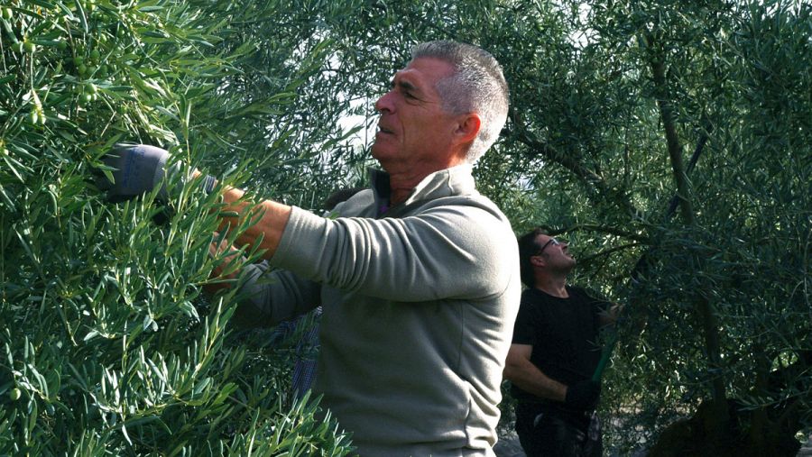 Manolo Sarriá experimenta la dureza de una jornada como aceitunero