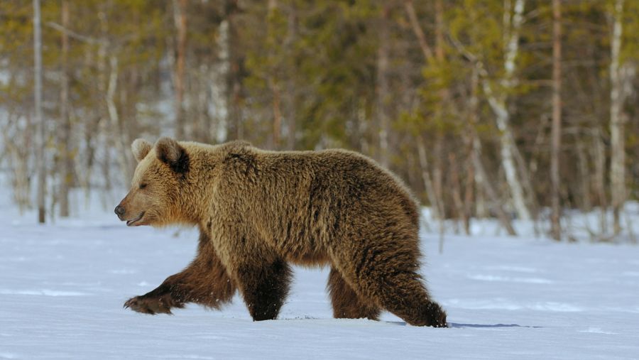 'Planeta selva' muestra la gélida taiga Finlandesa donde hiberna el oso pardo