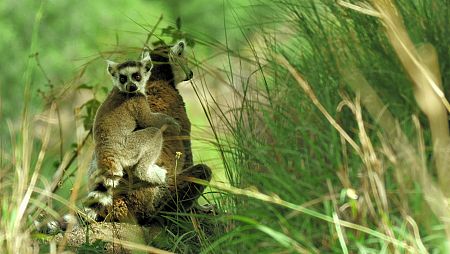 La diversidad de los ecosistemas y la adaptación de la fauna a ellos, en 'El despertar de la vida'