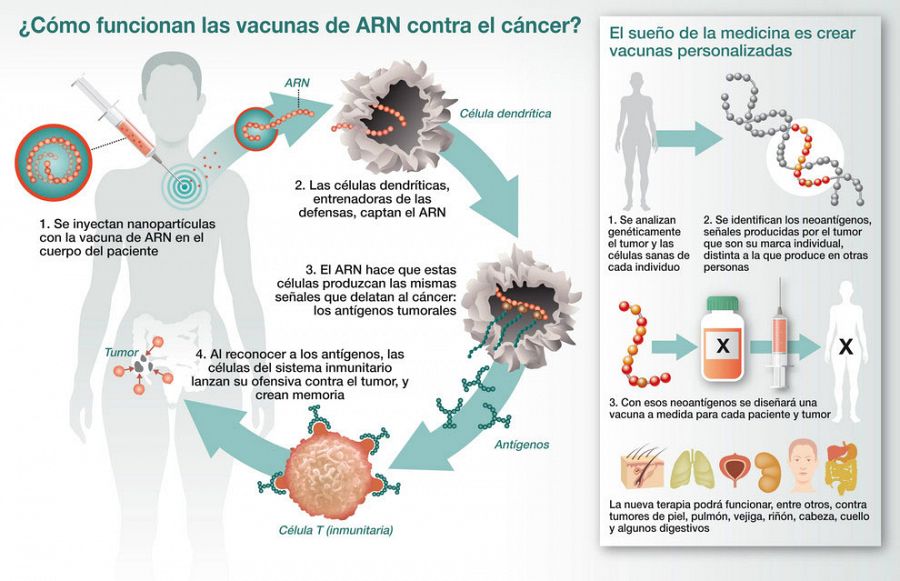 De las nuevas vacunas experimentales que atacan el cáncer, la más prometedora es la de ARN. Infografía: J. A. Peñas | SINC