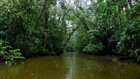 Desde México a Brasil, las selvas lluviosas cubren ya menos del 6% de la superficie