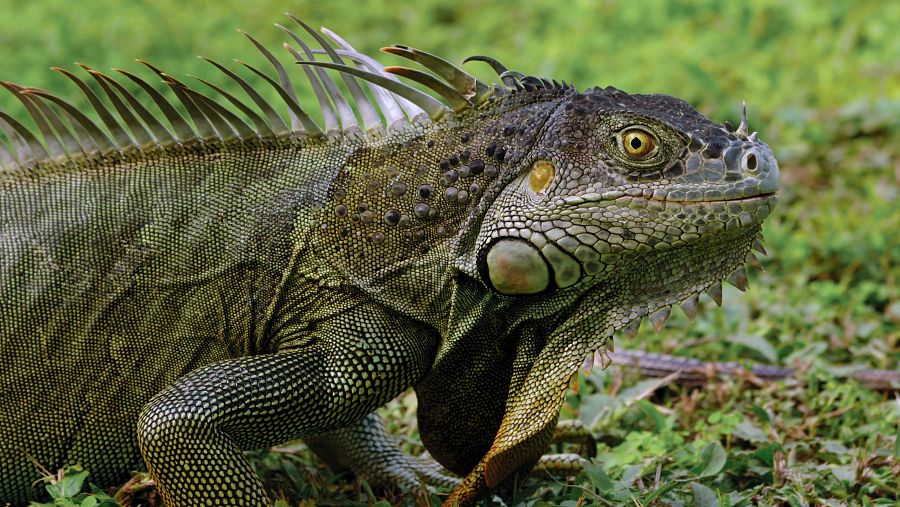 Los basiliscos, unos lagartos muy ágiles y veloces, habitan en las orillas de los ríos tropicales centroamericanos