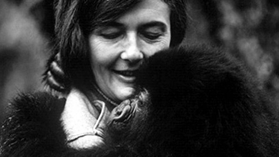 Dian Fossey luchó por los derechos de los gorilas