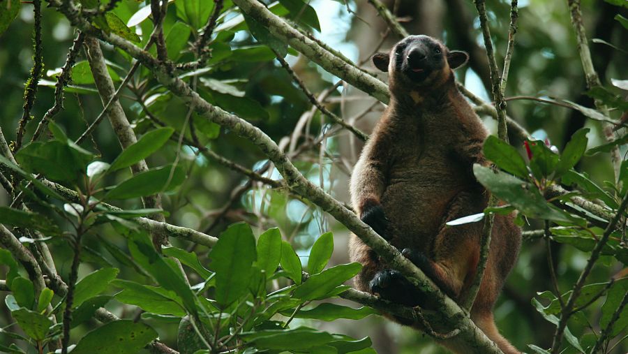 El paraíso austral es el hábitat de una gran variedad de fauna