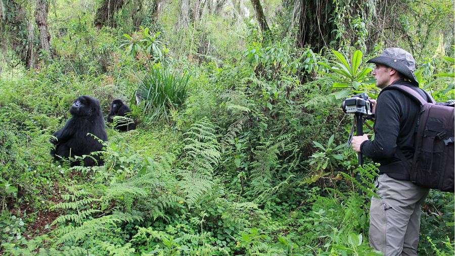 Jordi Galbany colabora con la Fundación Dian Fossey desde hace tres años y medio