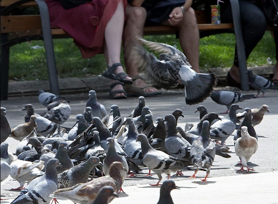 BARCELONA ELIMINARÁ EL DOBLE DE PALOMAS PARA REDUCIR SU DESORBITADA COLONIA