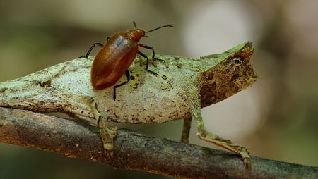 En su extraordinario ecosistema habitan y sorbeviven aves,lémures, camaleones y llamativos insectos
