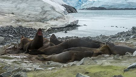 Los leones marinos son una de las especies que habitan en el continente helado