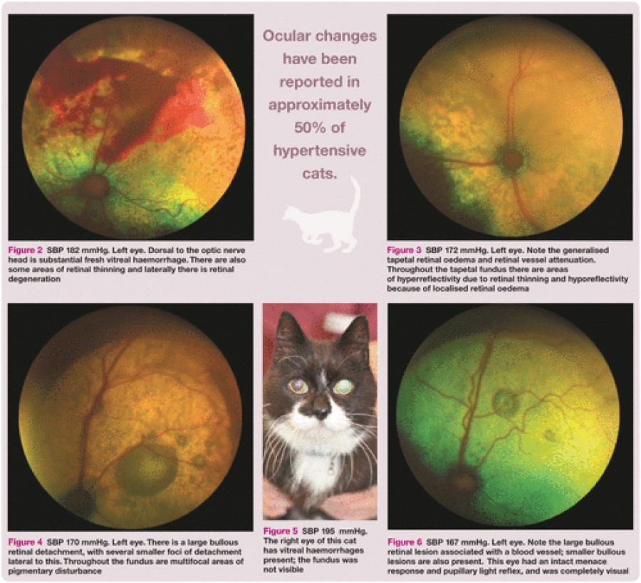 Evolución de los ojos de gatos con hipertensión