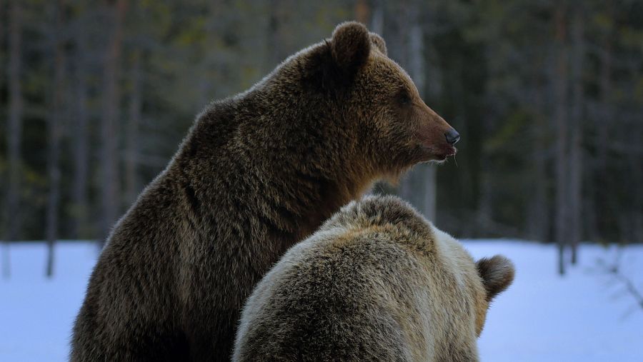 Los osos pardos necesitan engordar hasta duplicar su peso para pasar el invierno