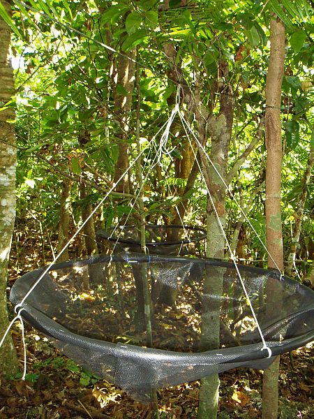 Los investigadores han desplegado cestas para recoger las semillas