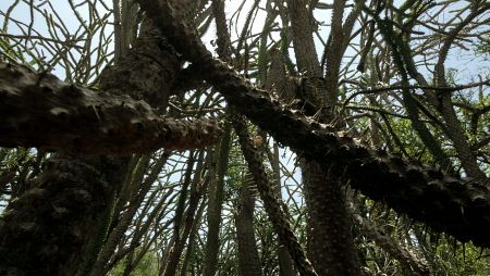 Entre estas espinas se han adaptado a vivir los sifakas, camaleones, insectos o chotacabras