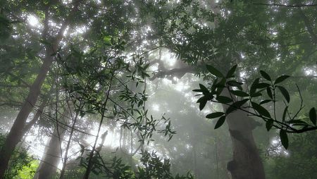 Esta selva tropical está anclada entre montañas y nubes que provocan unas condiciones ambientales únicas