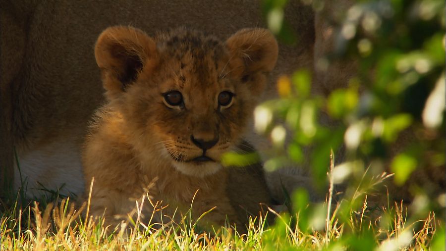 Los sonidos naturales de la Sabana: León
