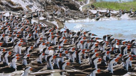 'Planeta Selva' visita Los Everglades en la Península de Florida, el mayor y más importante humedal de EE.UU.