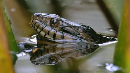 Aquí conviven anfibios, mamíferos, moluscos y crustáceos