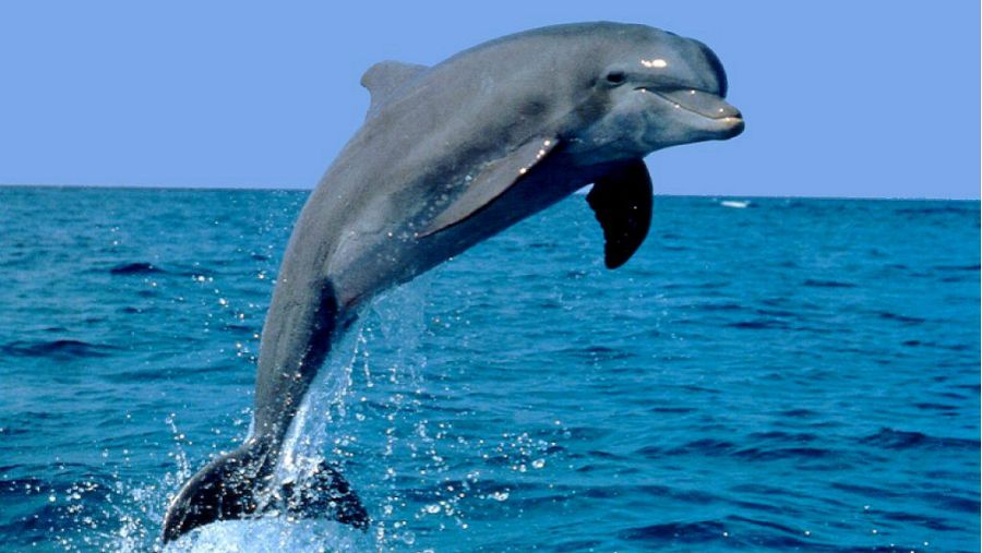 Delfines, los animales inteligentes